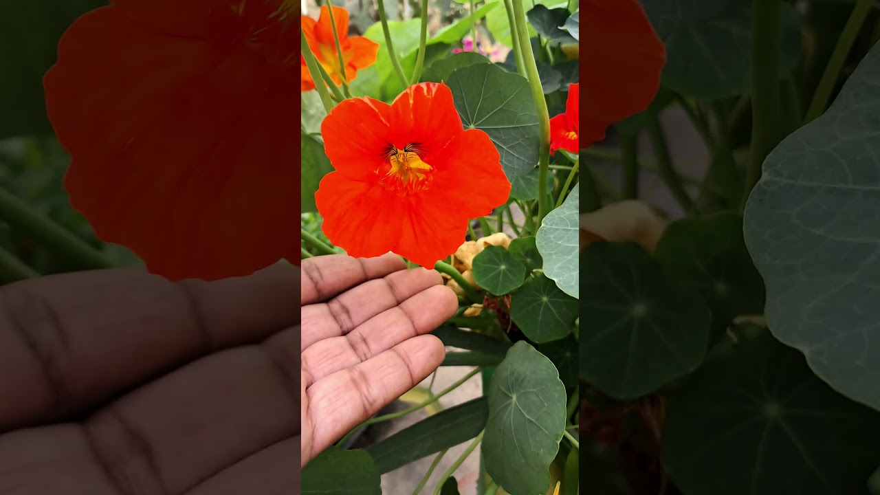 “Nasturtium Flower  Orange & Yellow Full Bloom 🌼🔥