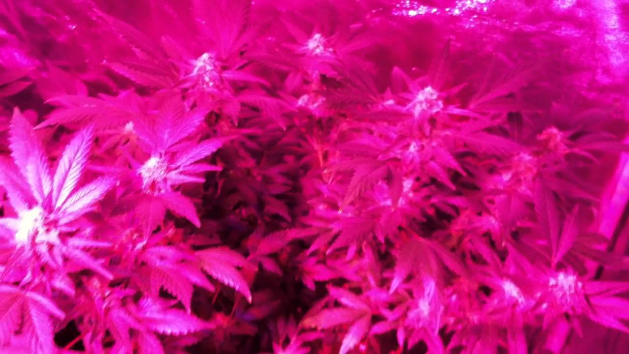 The Pro-Grow 400 LED Grow - The Bloom pt. 4
