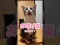 【お喋り猫】うちの猫、お喋りがすぎます…w #cat #しゃべる猫 #喋る猫