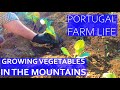 BEST PLACE TO BUY VEGETABLE PLUGS - GROWING FOOD IN THE MOUNTAINS - PORTUGAL FARM LIFE