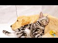 Funny animal video for a great mood! 🐈 Smile! 😺 🙃 Funniest Animals 2025
