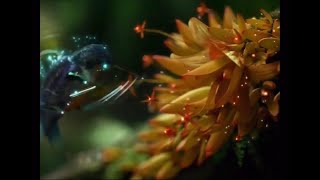 Samsung - Hummingbird (2009, UK)