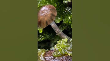 Super Zoom. Taking macro to the next level