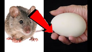 Как избавиться от мышей в квартире навсегда 100%
