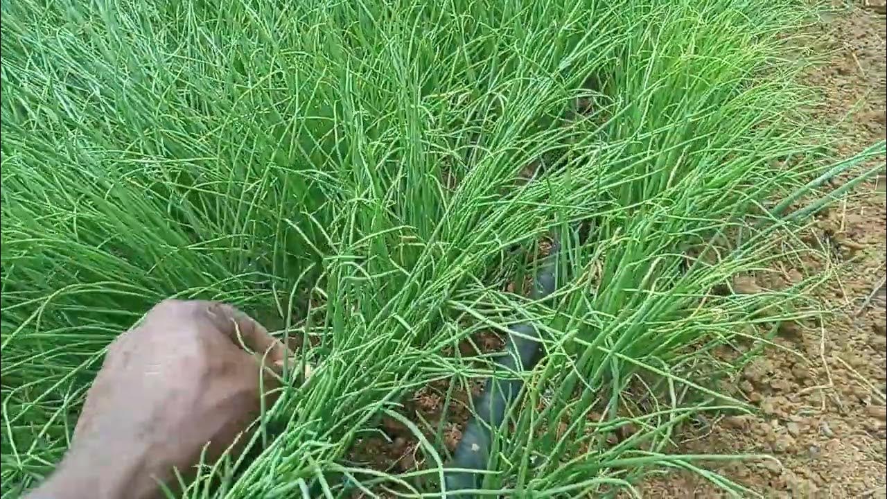 How TO MANAGE YOUR ONION NURSERY FOR A HEALTH START UP