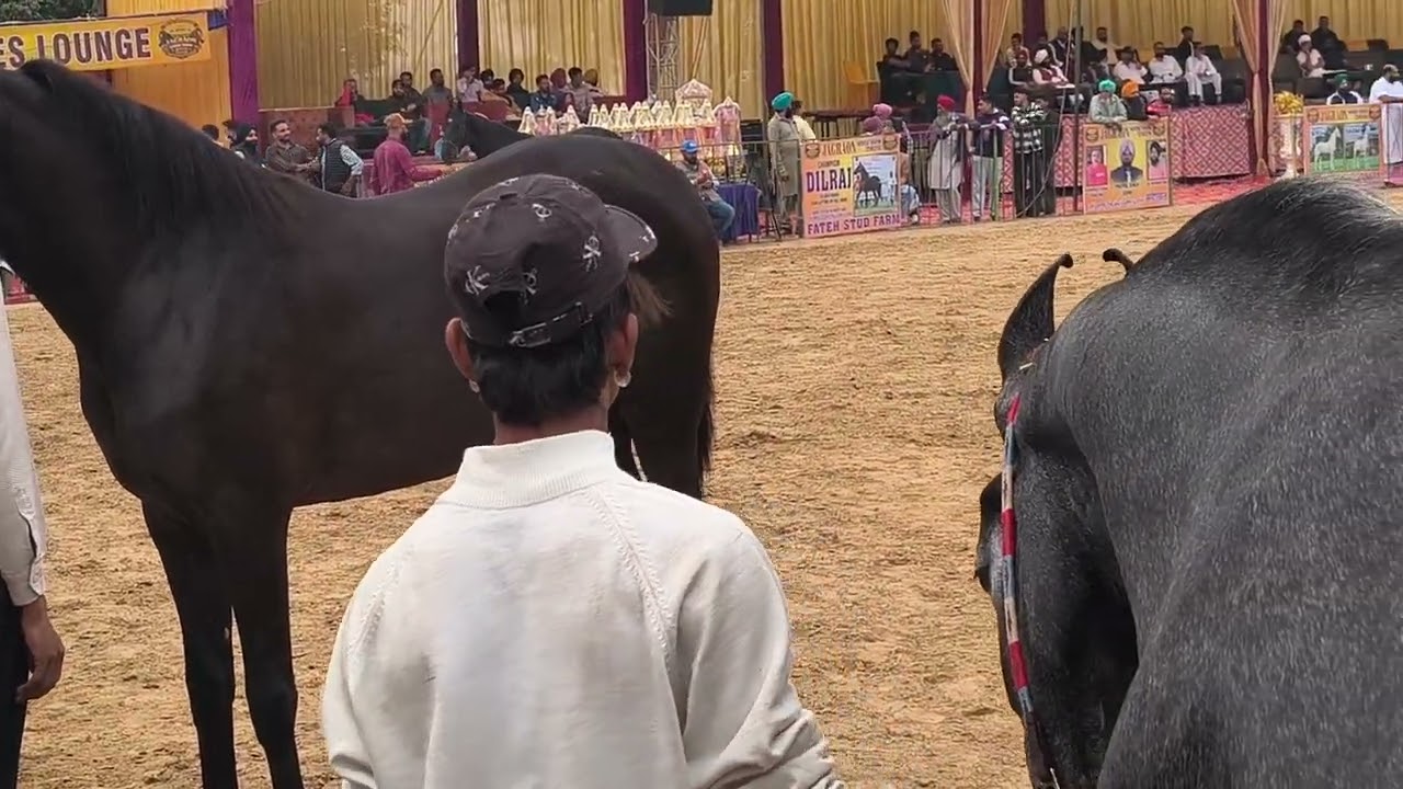 ਜਗਰਾਓਂ ਘੋੜਾ ਸ਼ੋ 17/2/2026