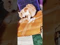 #funny #facts #pets #cathotel