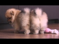 Померанский шпиц в Украине,купить.POMERANIAN PUPPY - KRISTOFER and KRISTIAN