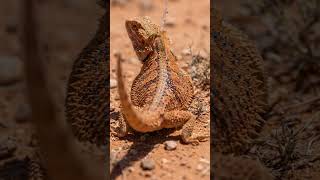 The Lizard That Drinks Through Its Skin