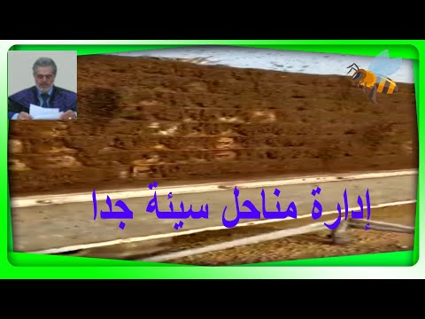 فيديو: لماذا تربية النحل سيئة؟