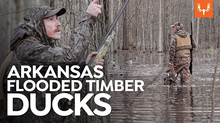 Hunting Flooded Timber Ducks with Ryan Callaghan | Cal of the Wild: In the Field