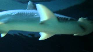 Diving at the Baltimore National Aquarium - that was a shark!