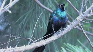 BURUNG PERLING PAPUA  Long-tailed Starling/APOLONIS MAGNA