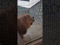 ❤️Лев Витя-шоколадный красавец. #shorts #shortvideo #lions #animals