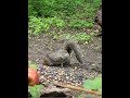 aggressive chipmunks | trucks a squirrel