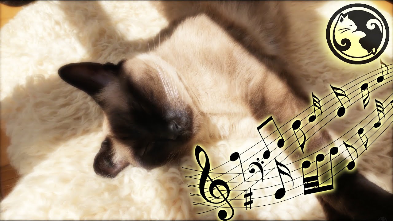 Watch Cat Therapy Music with Healing Music of Piano Lullabies - Cat Sleep Music on YouTube Watch Cat Therapy Music with Healing Music of Piano Lullabies - Cat Sleep Music on YouTube