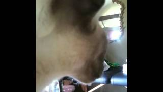 Conversation with Templeton the siamese blue point