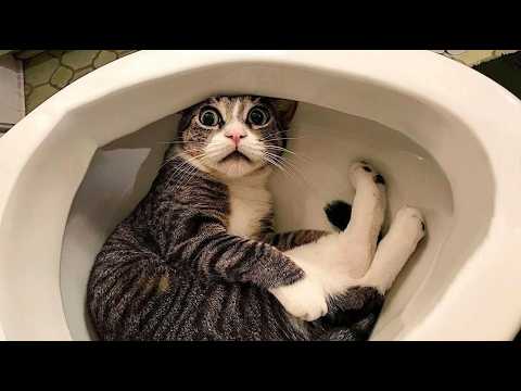 Try Not To Laugh😹The Funniest Animal Moments Compilation😸