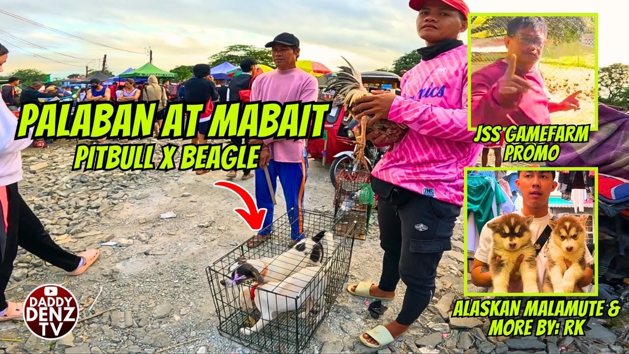 MAY BAGONG ALASKAN MALAMUTE, CORGI AT MANOK.. / PT.2 JAN. 30, 2026 @BOCAUE PETS & LIVESTOCK MARKET