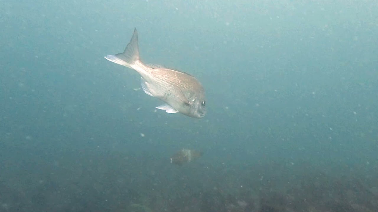 Furunostyle 水中動画 マダイ Youtube