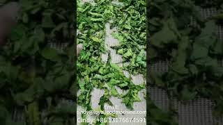 🔥 Mulberry Leaf Drying with Microwave Drying Equipment #microwavetechnology Cindy: +86 13176674591