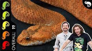Death Adder, The Best Pet Snake?