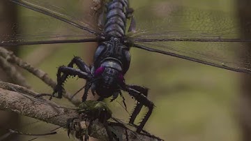 358 Million Years Ago