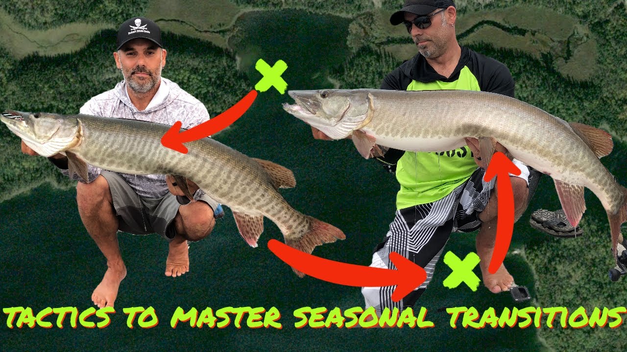 SPRING TO SUMMER MUSKY FISHNG TACTICS! Whiteboard breakdown of shield lake  spring and summer areas! 