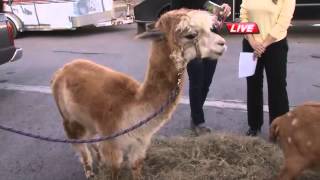 Alpaca and goats for Christmas: Giving through World Vision