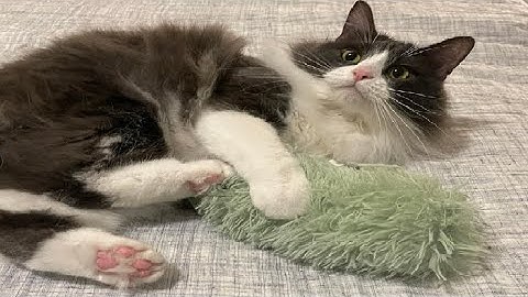 Potaroma Cat Toys Pillows, 3 Pcs, Soft and Durable Cat Crinkle Sound with Catnip Inside Review