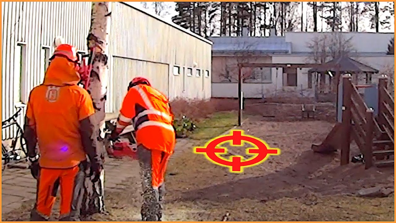 Precision tree felling IN CLOSE QUARTERS! - YouTube