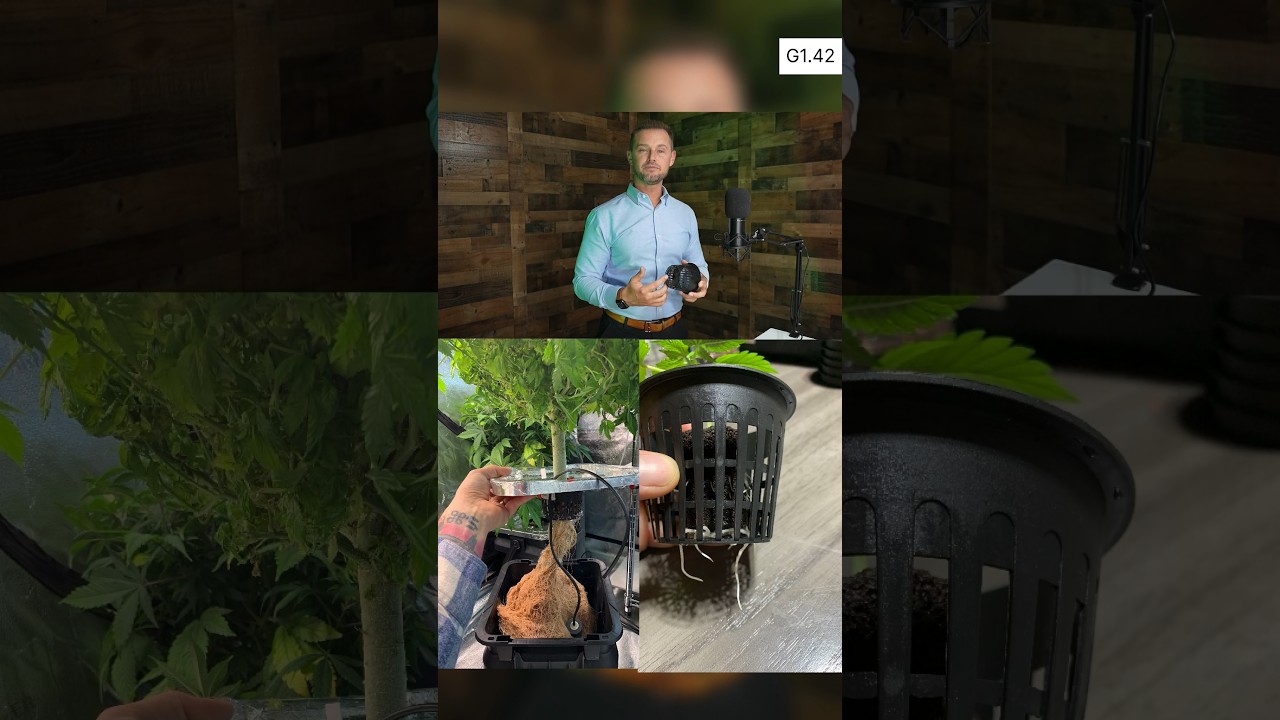 G1.42 (P3): DWC cannabis grow reservoir set up. 