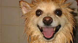 Dogs go crazy after bathing - Funny dog compilations