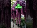 نعم الله اكسبلور نعمه نعم نعمة الله صور فواكه 