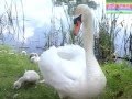 ОГРОМНЫЙ ЛЕБЕДЬ.Отдых с семьёй.\GREAT SWAN. Holidays with the family.