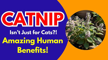 Catnip: Nature