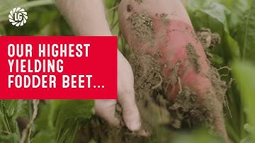 Fosyma Fodder Beet | Highest yielding | Ideal grazing | Winter hardy