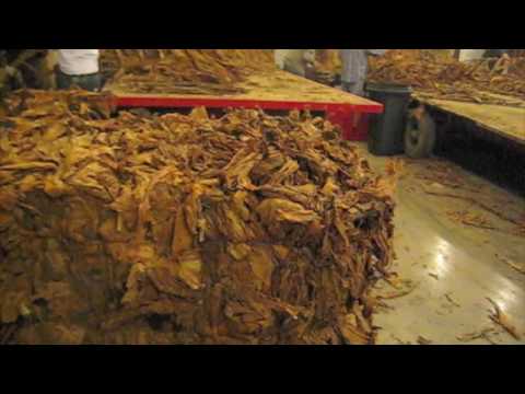 OneManSmoke Visits TrimbleTobacco Stripping Room P...