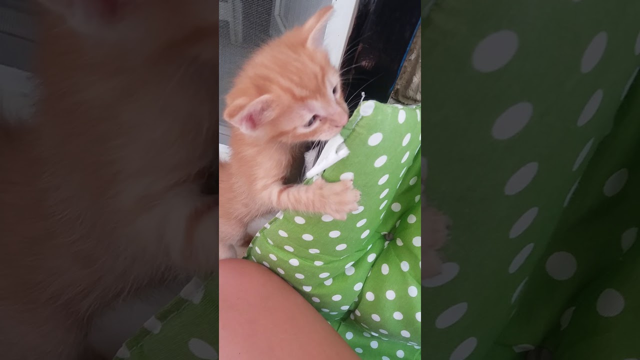 3 Haftalık Yavru Kedilerimiz Ile Kisa Bir Video YouTube