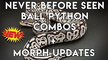 Some Never Before Seen Ball Python Combos And Morph Updates! (CRAZY STUFF)