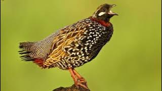 Tiếng Chim Đa Đa Mồi Chuẩn 100% Không Tạp Âm mp3