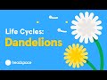 The Mindful Evolution of the Dandelion
