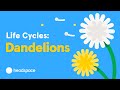 Dandelion Seed Dispersal and Growth
