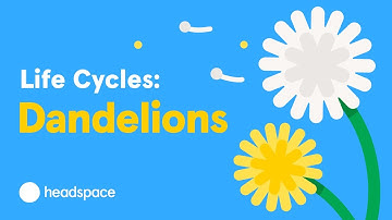 The Mindful Evolution of the Dandelion