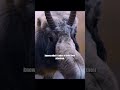 I just want to pinch their noses! #wildlife #shorts #animals #nature #love #hunting