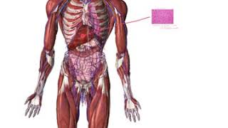 Body Map Example