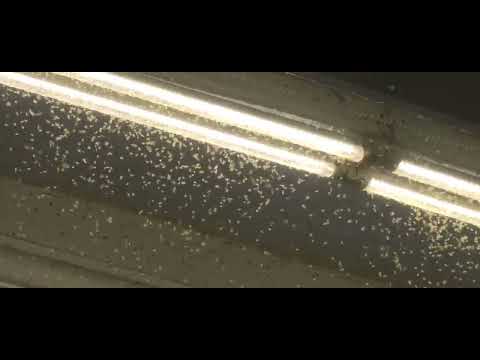 Mosquito Swarm In DC Metro Area!