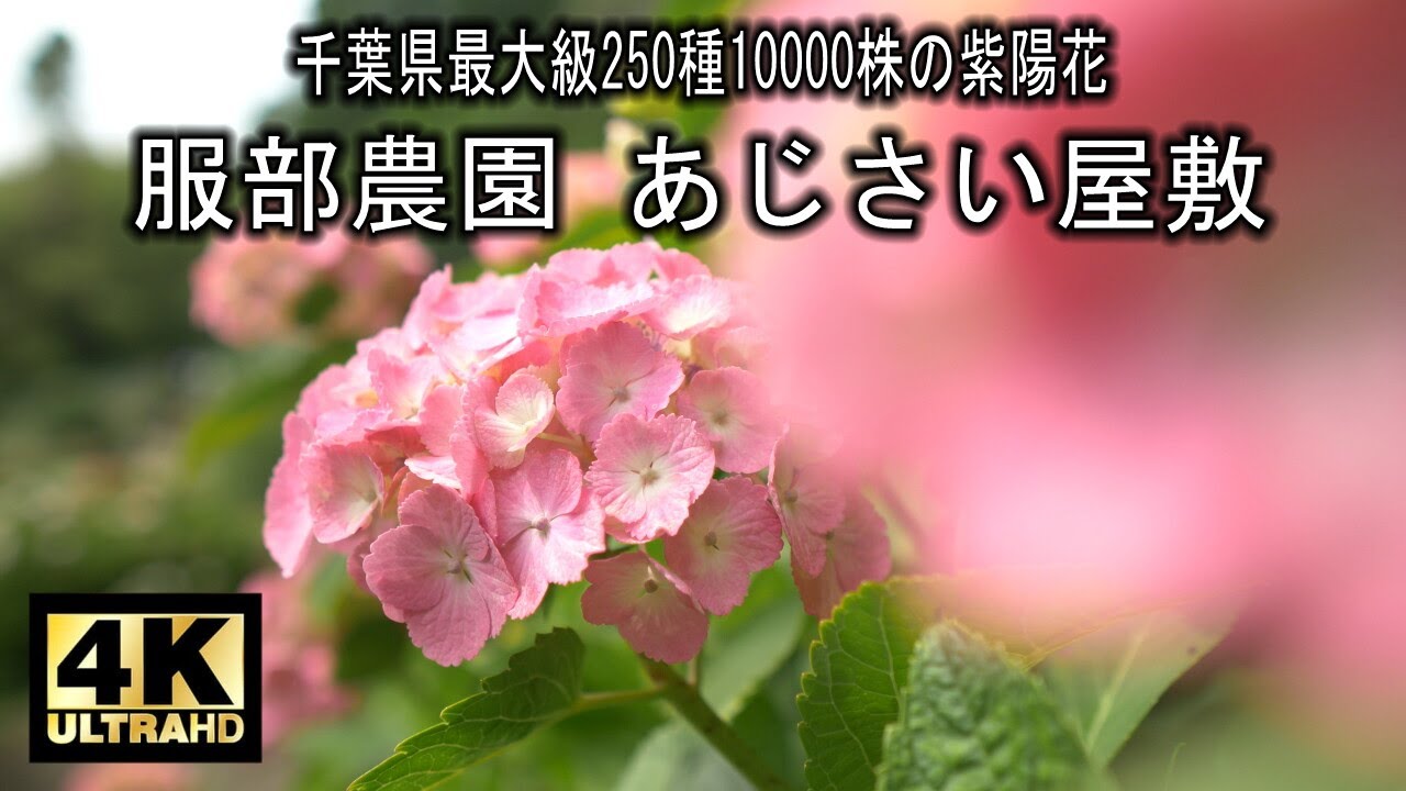 服部農園 あじさい屋敷 22 Youtube