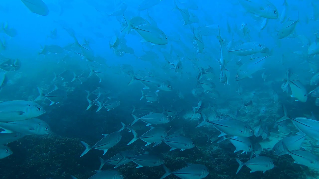 Couzoupa Tresor Sud....Plongée Rodrigues Bouba Diving