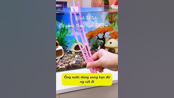 Chế dụng cụ cho cá ăn từ ống hít chỉ trong vài giấy !